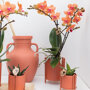 Bolzano orchidee oranje
